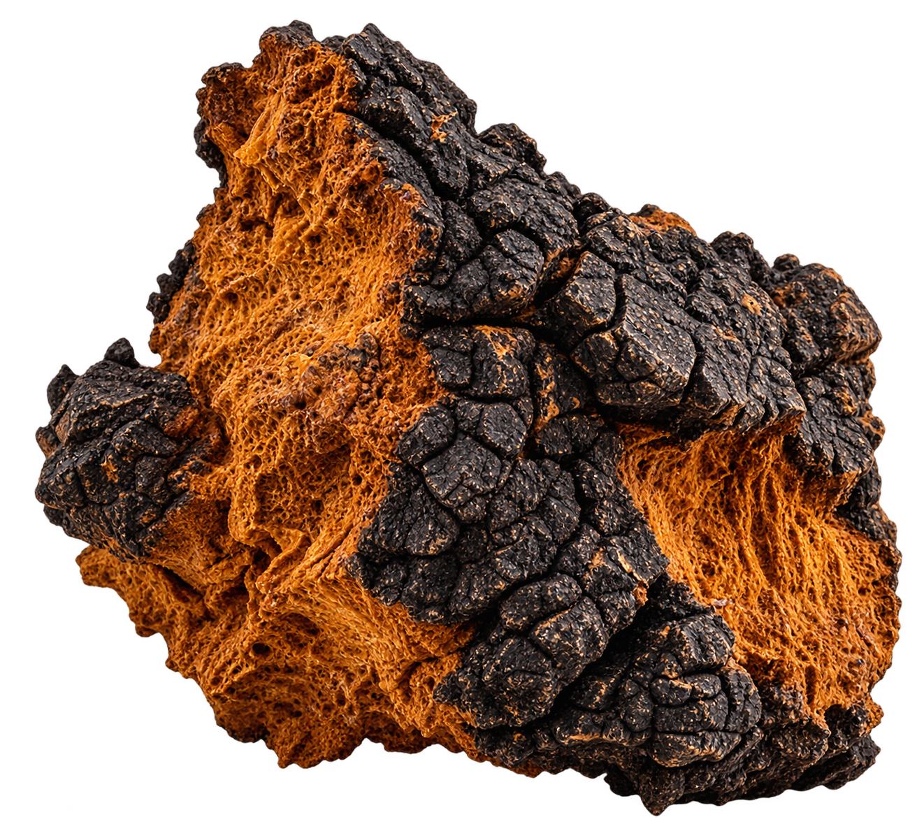Chaga