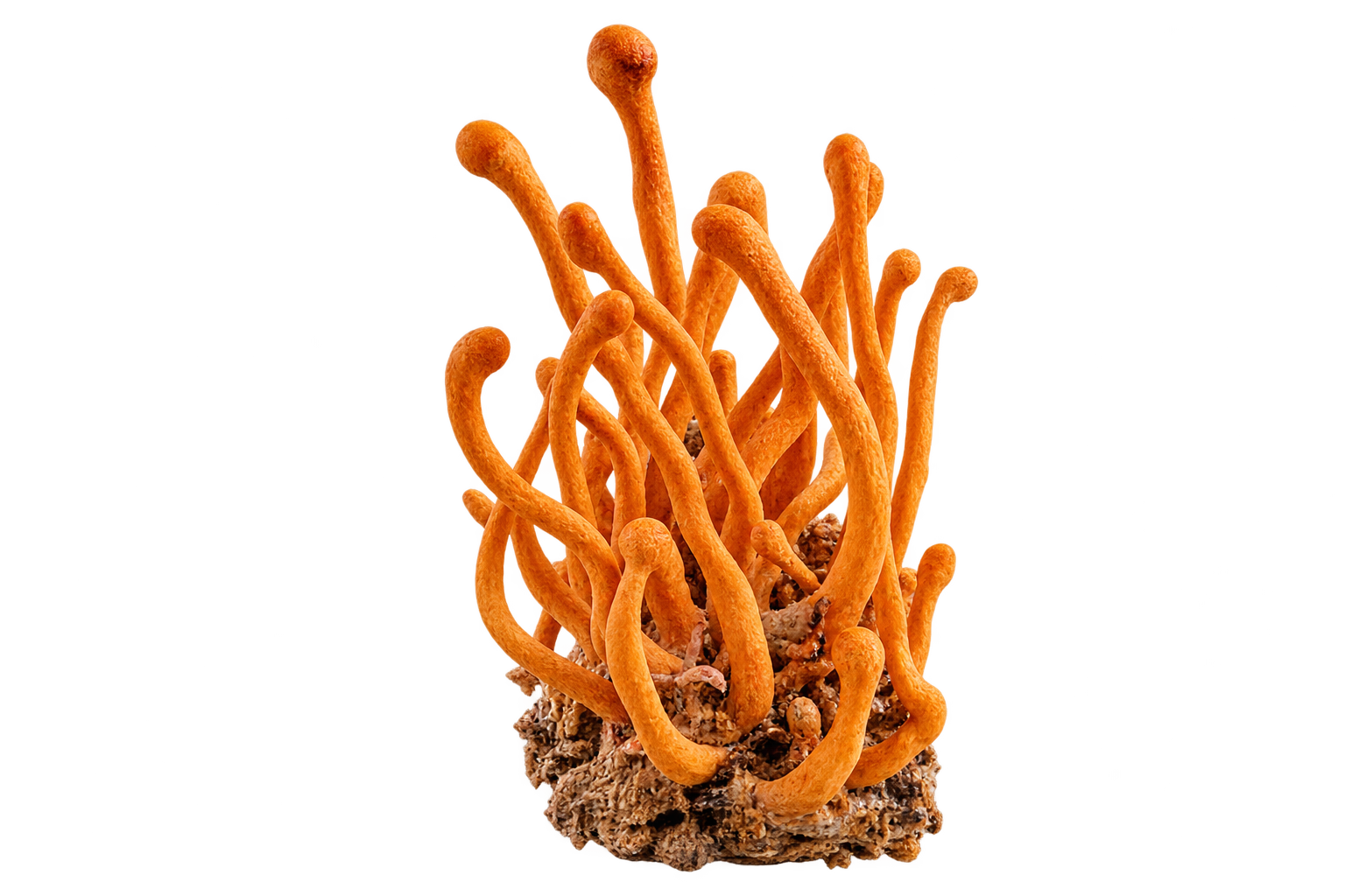 Cordyceps sinensis