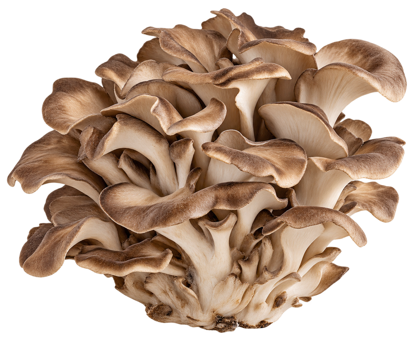 Maitake