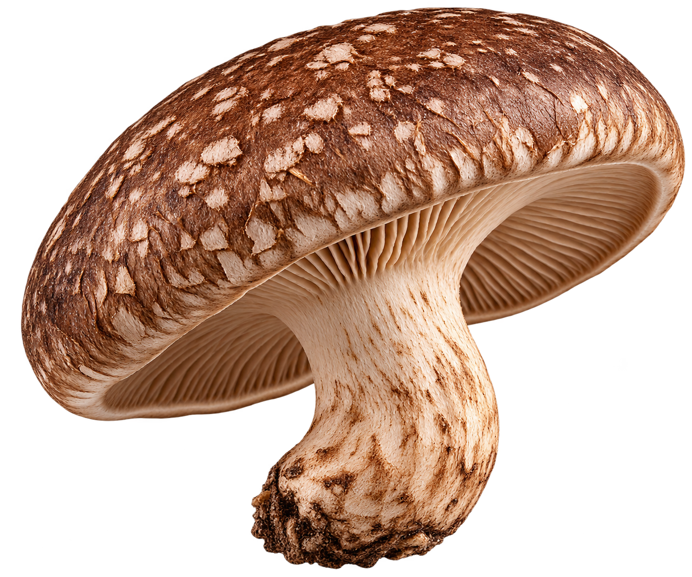 Shiitake