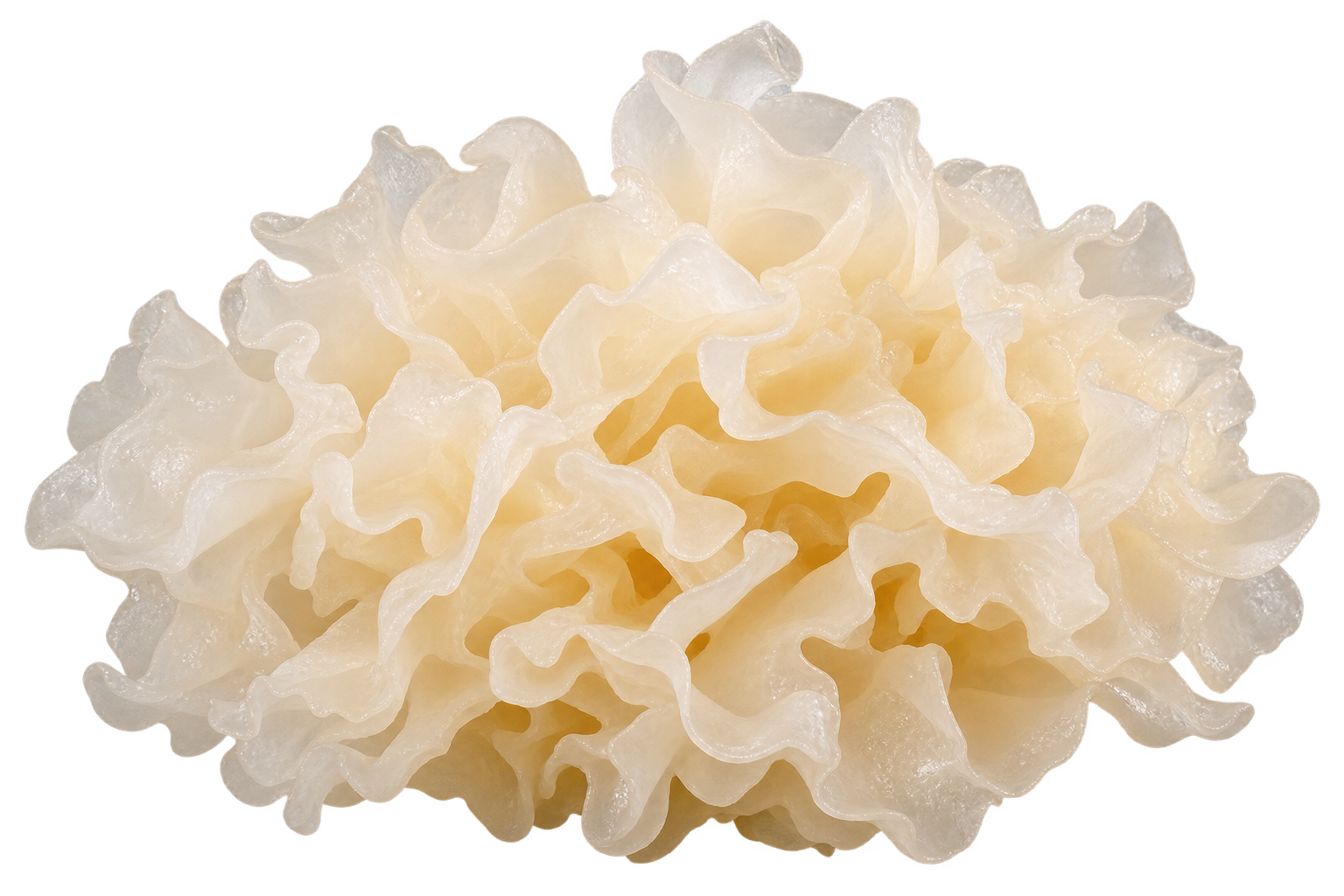 Tremella