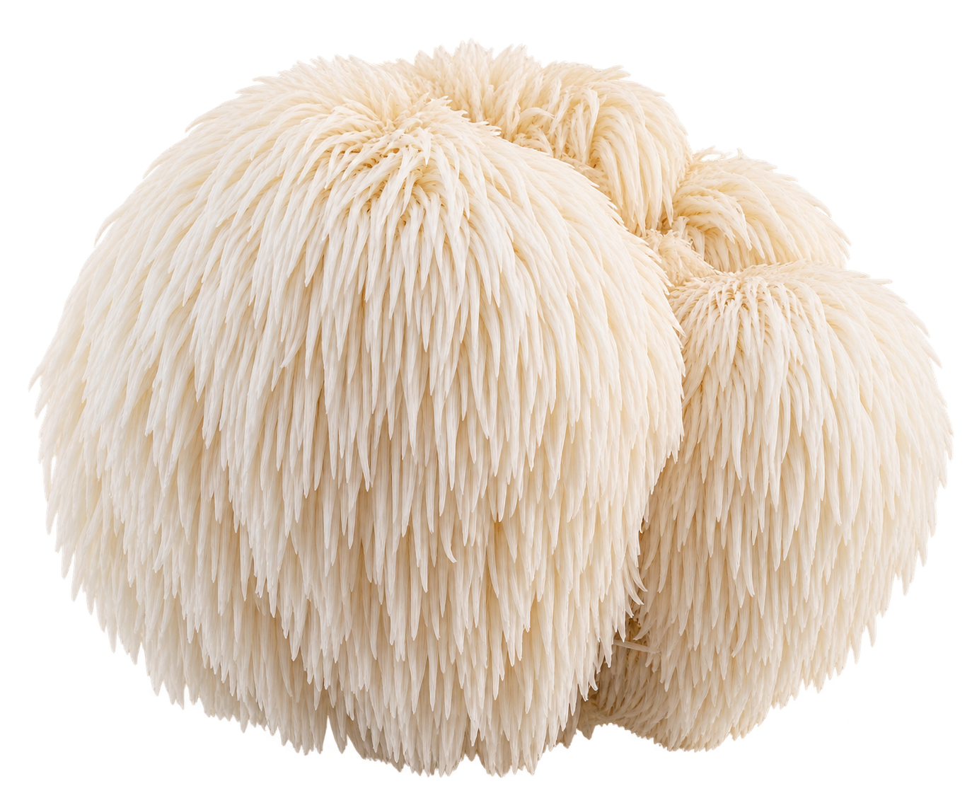 Lion's Mane
